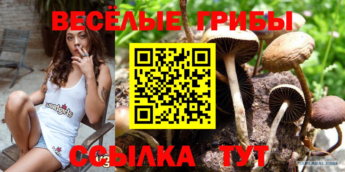 Псилоцибиновые грибы прущие грибы  закладка  Звенигород 